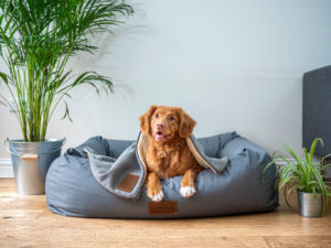 Hundedarm-im-Gleichgewicht