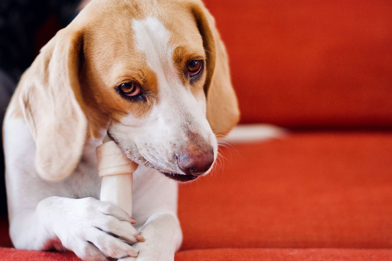 You are currently viewing Dem Hund Knochen füttern – was muss man dabei beachten?