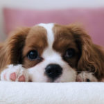 Colostrum für Hunde – Erklärung, Wirkung & richtiger Einsatz