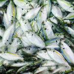Fisch als Hundeleckerli – Snacks selber machen mit Grundrezept