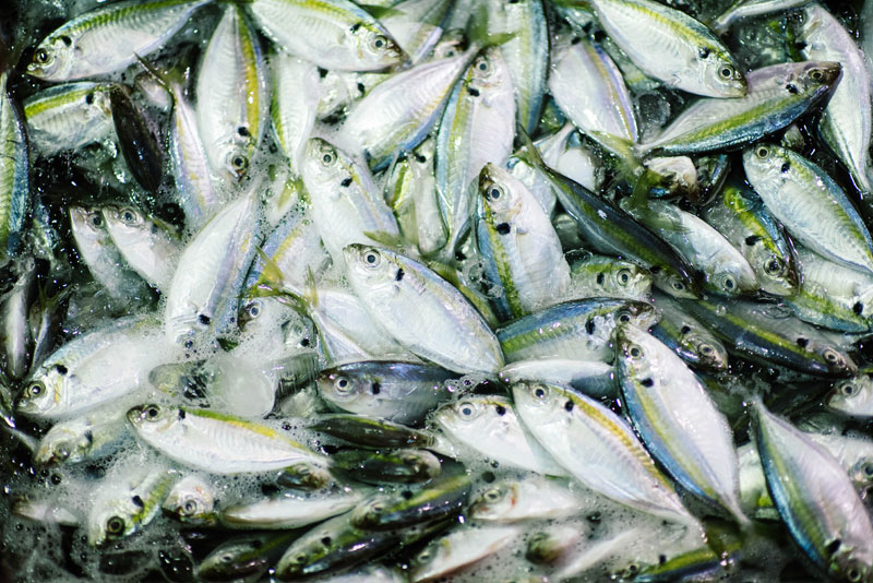 You are currently viewing Fisch als Hundeleckerli – Snacks selber machen mit Grundrezept