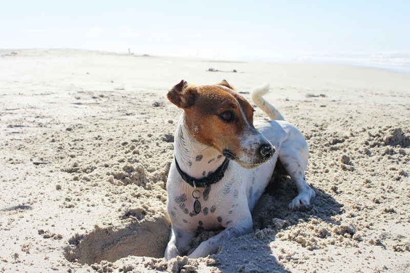 You are currently viewing Hundefutter nach Kastration: Was muss ich nun beachten?