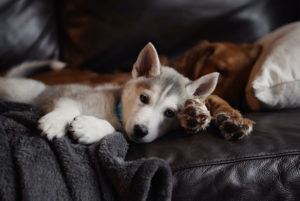 Häufig-Blähungen-beim-Hund