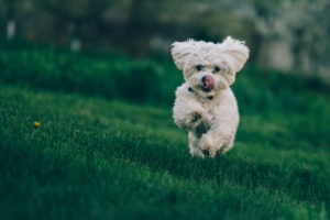 Hund-satt-machen