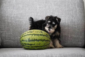 Wann-Hundefutter-wechseln