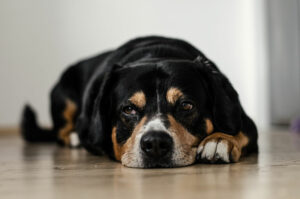Hund-erbricht-Futter