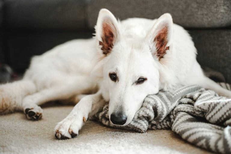 Mehr über den Artikel erfahren Mein Hund verweigert sein Futter. Was steckt dahinter?