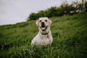 Hundefutter gegen Krankheiten