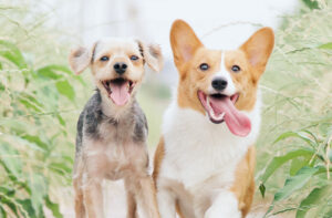 Kleine-und-große-Hunde-richtig-füttern