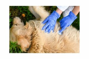 Erste Hilfe beim Hund