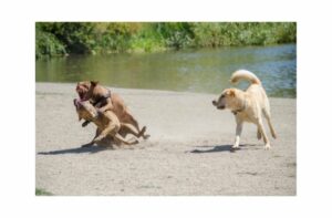 Hund gebissen