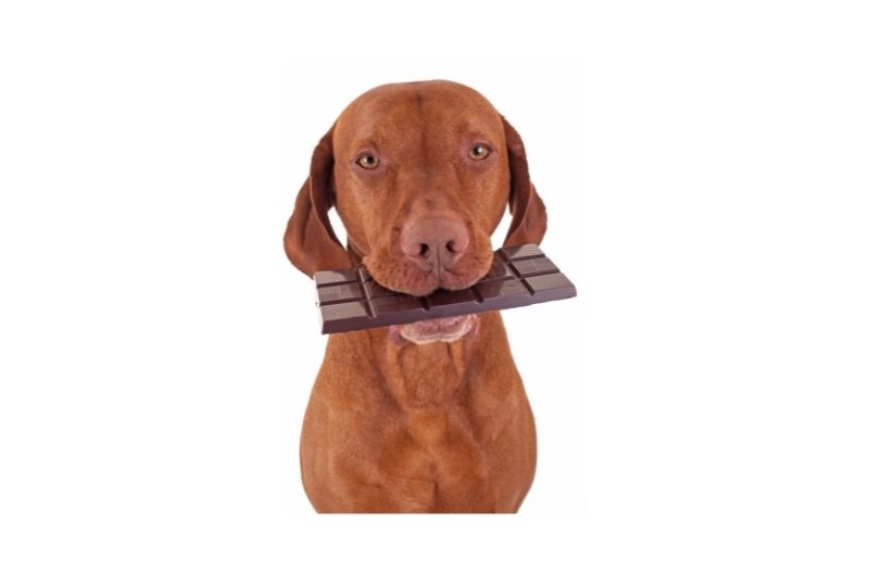 You are currently viewing Mein Hund hat Schokolade erwischt – was nun zu tun ist