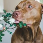 Wusstest du, dass diese Garten- und Zimmerpflanzen für deinen Hund giftig sind?