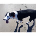 So schützt du deinen Hund vor einem Hitzschlag