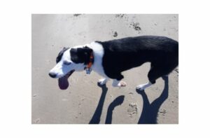 Hitzschlag Hund