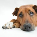 Mein Hund hat Schluckauf, was kann ich tun?