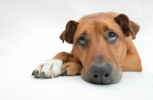 Hund hat Schluckauf