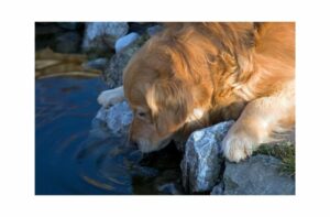Hund trinkt viel