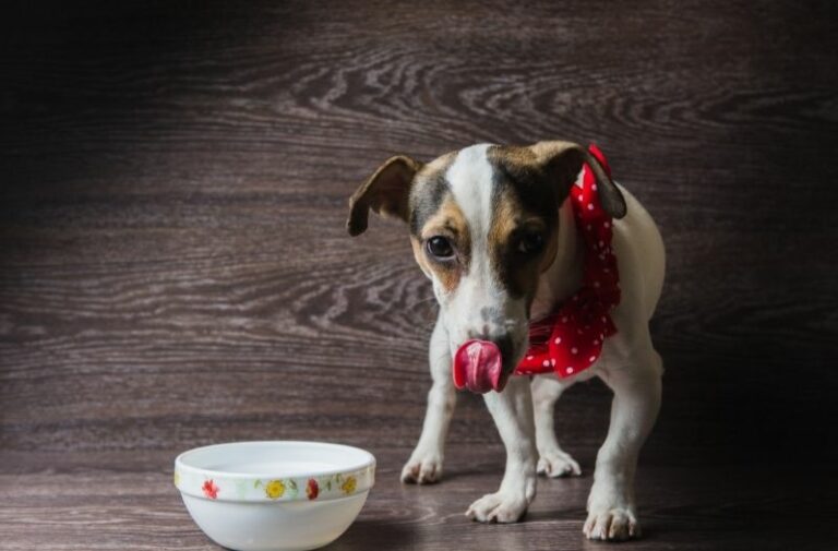 Mehr über den Artikel erfahren Anzeichen und Tipps für ernährungssensible Hunde