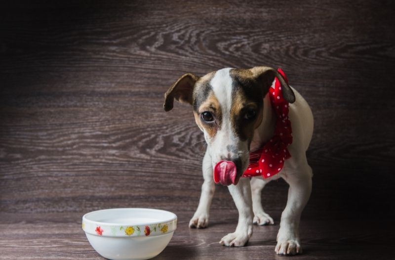 You are currently viewing Anzeichen und Tipps für ernährungssensible Hunde