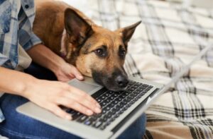 Langeweile beim Hund