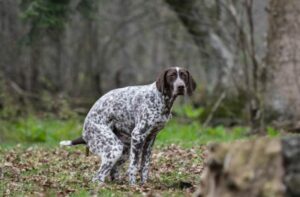 Verstopfung beim Hund