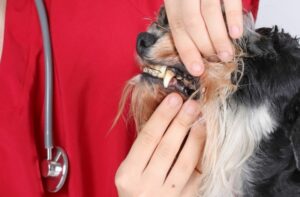 Parodontitis beim Hund