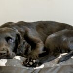 Schilddrüsenunterfunktion beim Hund: Ursachen, Symptome & richtige Ernährung
