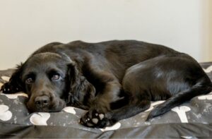 Schilddrüsenunterfunktion beim Hund