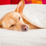 Bauchspeicheldrüsenentzündung beim Hund: Ursachen, Symptome & richtige Ernährung