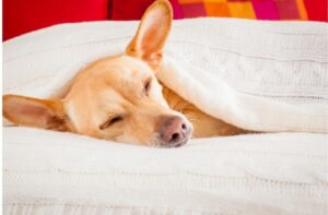 Bauchspeicheldrüsenentzündung Hunde