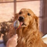 Stimmt es, dass Erdnussbutter die Hundezähne reinigt? Dürfen Hunde das überhaupt essen?