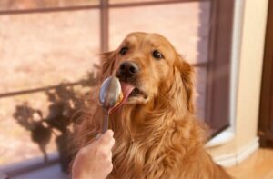 Erdnussbutter für Hunde