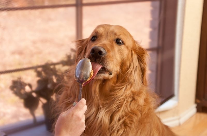 Read more about the article Stimmt es, dass Erdnussbutter die Hundezähne reinigt? Dürfen Hunde das überhaupt essen?