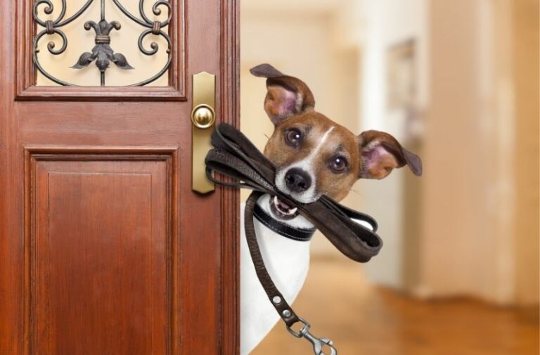 Mehr über den Artikel erfahren Wie lange kann ein Hund nach dem Essen spazieren gehen?