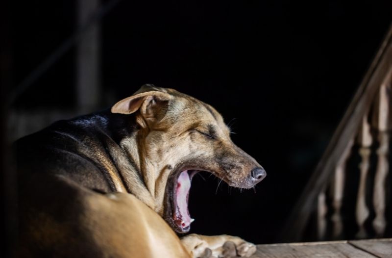 Read more about the article Mein Hund wird nachts ständig wach – liegt es am Futter?