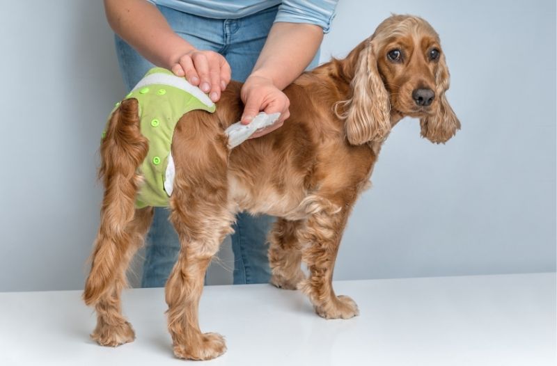 Fyrretræ Regeringsforordning utilgivelig Inkontinenz beim Hund: Ursachen, Symptome & richtige Ernährung
