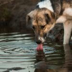 Leptospirose beim Hund: Ursachen, Symptome & richtige Ernährung