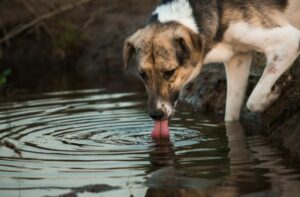 Leptospirose Hunde