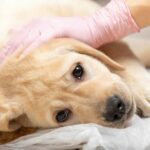 Parvovirose beim Hund: Ursachen, Symptome & richtige Ernährung