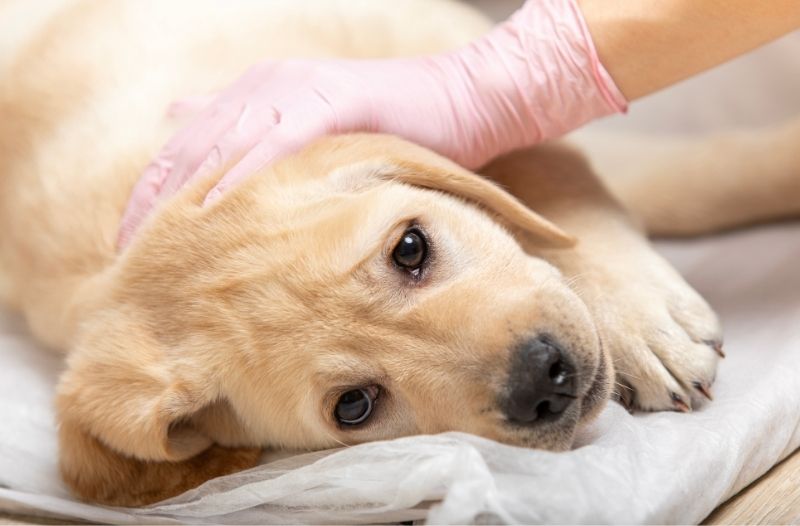 You are currently viewing Parvovirose beim Hund: Ursachen, Symptome & richtige Ernährung