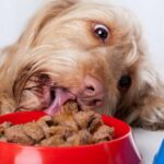 Was solltest du bei einem Pflegehund bezüglich Fütterung beachten?