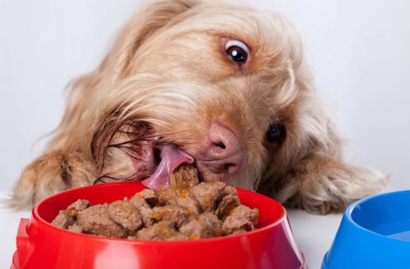 Read more about the article Was solltest du bei einem Pflegehund bezüglich Fütterung beachten?