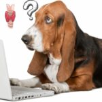 Schilddrüsenüberfunktion bei Hunden: Ursachen, Symptome & richtige Ernährung
