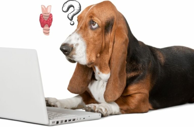 Mehr über den Artikel erfahren Schilddrüsenüberfunktion bei Hunden: Ursachen, Symptome & richtige Ernährung