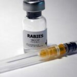 Tollwut bei Hunden: Ursachen, Symptome & richtige Ernährung