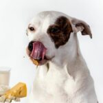 Dürfen Hunde Milchprodukte essen oder schadet ihnen das?