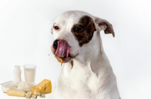 Milchprodukte Hunde