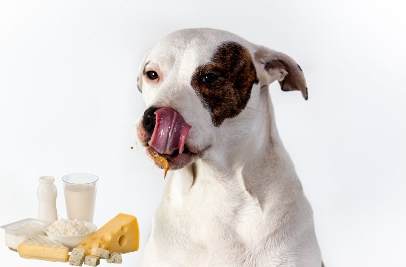 Read more about the article Dürfen Hunde Milchprodukte essen oder schadet ihnen das?