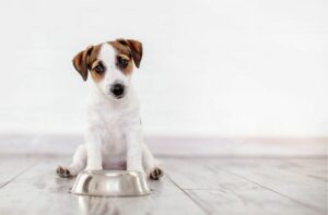 Hundefutter ohne Kohlenhydrate